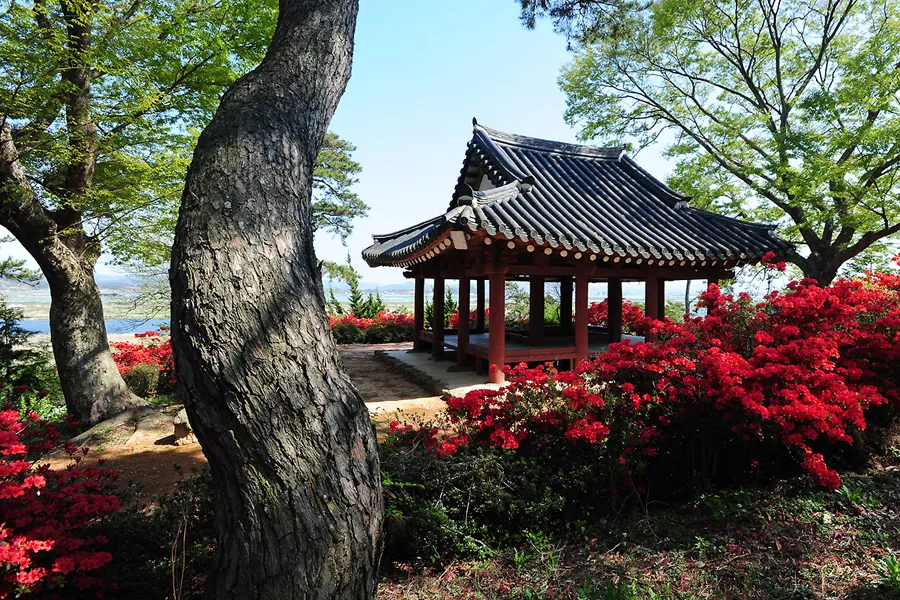 A tiled pavilion above the river with red azaleas in flower around it