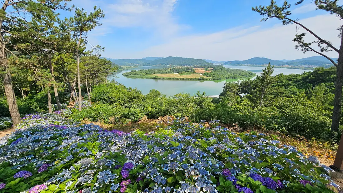 The river bending back on itself below the observatory, hydrangeas along the edge of the viewpoint