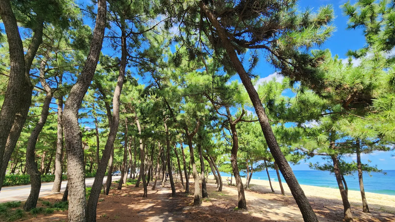 Pine forest opening onto the beach on the Haeparang Trail