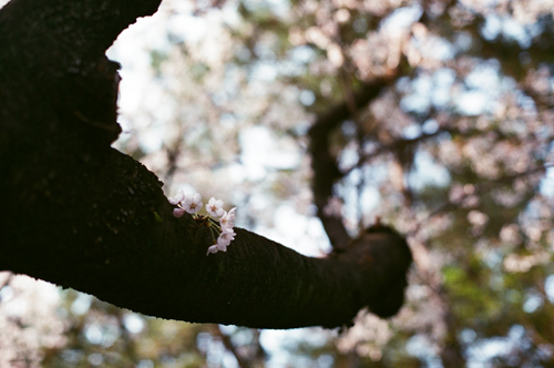 Kirschblütenfestival