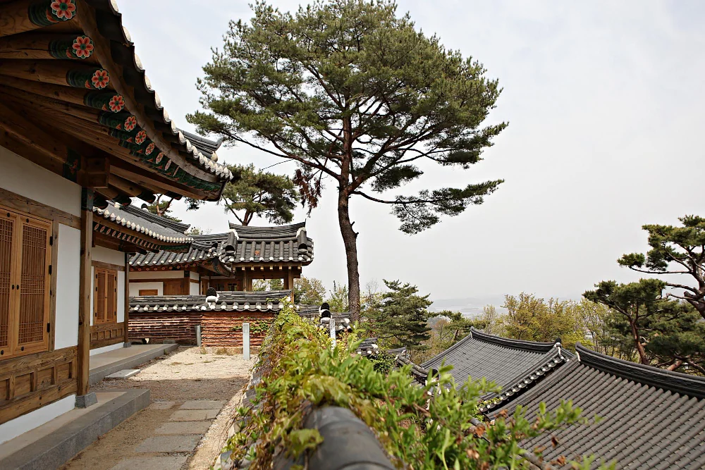Hanok rooftops and a pine tree seen from a raised walkway