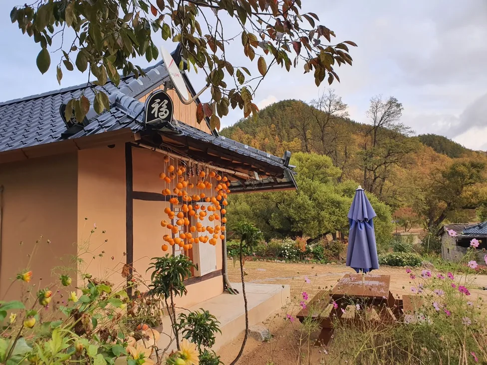 Persimmons drying on the wall of a village hanok