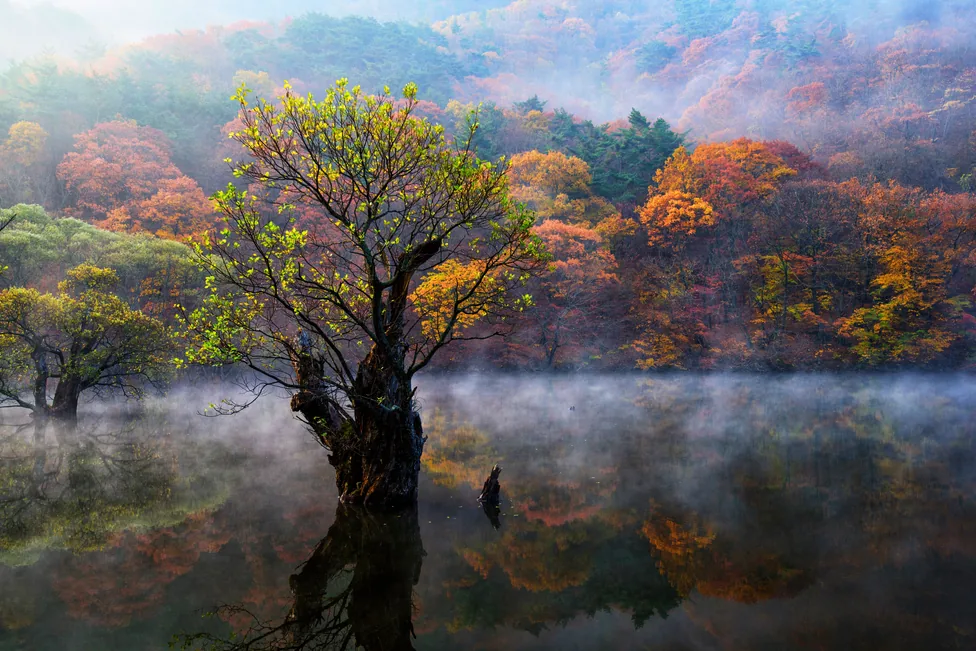 A large tree standing in the water at Jusanji with mist across the surface