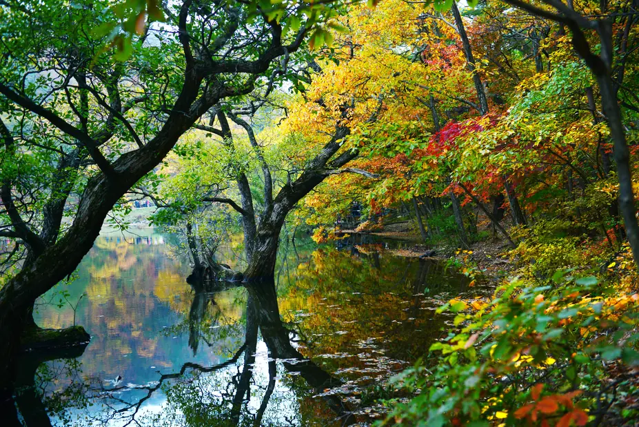 Trees leaning over the still water of Jusanji in autumn colour