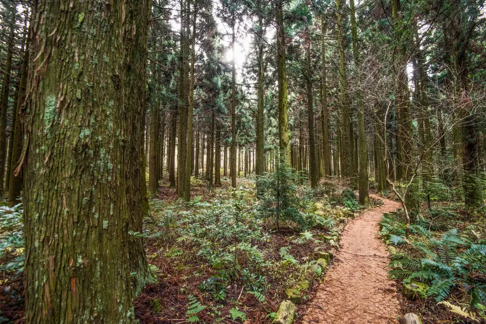 A dirt trail curving between tall cedar trunks with sunlight breaking through the canopy at Saryeoni Forest Trail