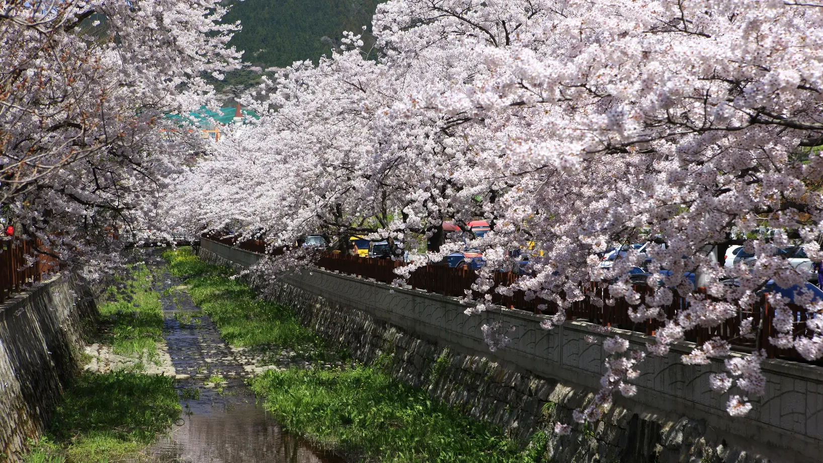 Cherry trees in full bloom along both banks of a shallow stream below hills