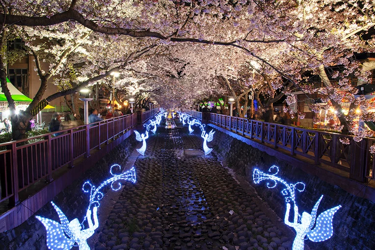 Blossom canopy lit at night above a narrow stream with shopfronts on either side