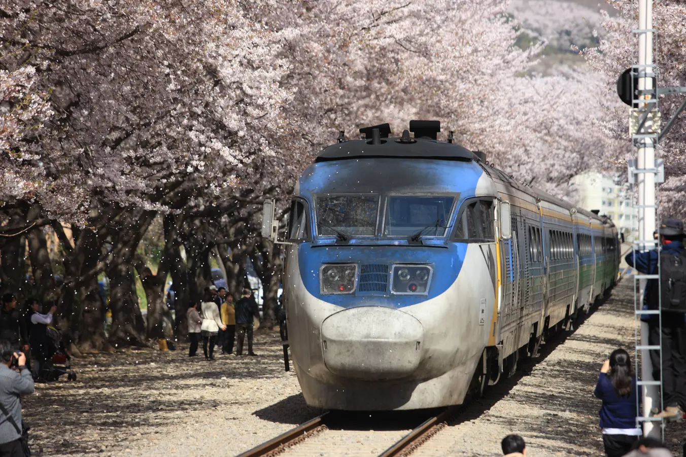 Train stopped on a rail track framed by cherry trees with visitors alongside