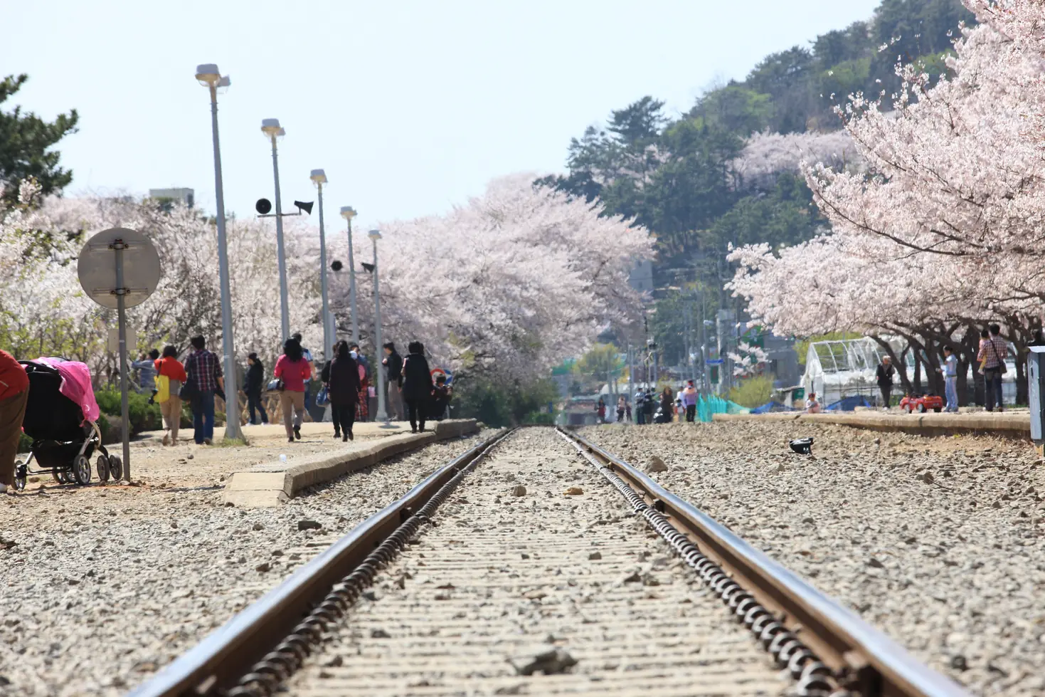 Low view along a rail track under a cherry blossom canopy with people in the distance