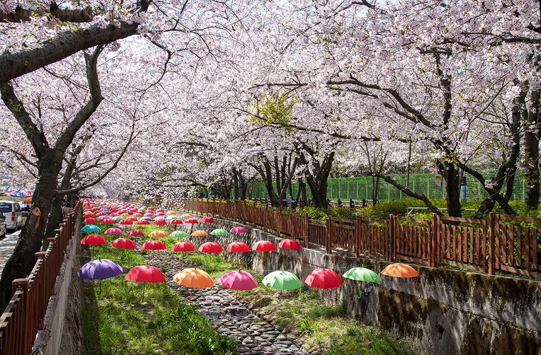 Cherry branches above a dry streambed lined with coloured umbrellas