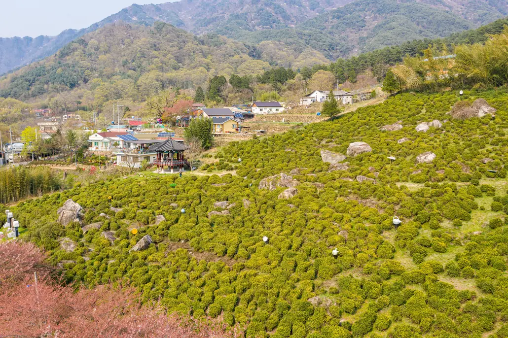 Tea bushes covering a hillside with a person standing beside a pavilion