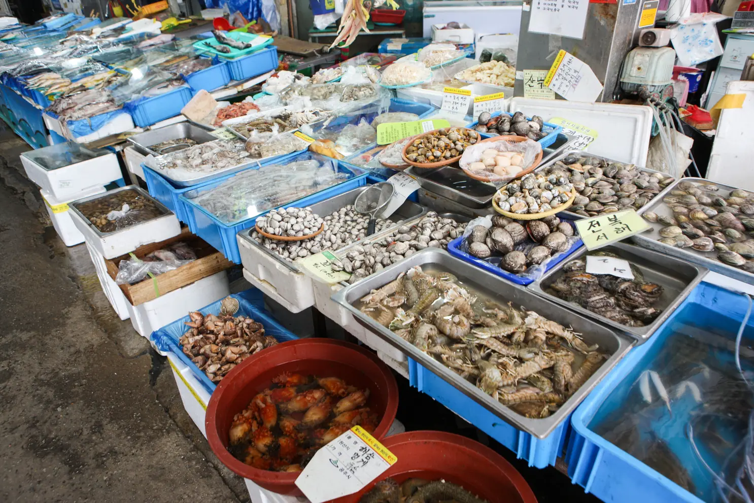 Twenty trays of shellfish, abalone and shrimp with handwritten paper labels