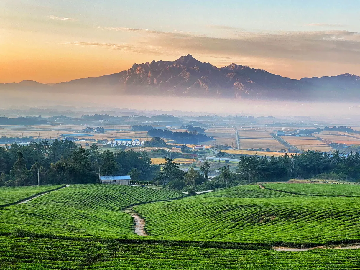 Rows of green tea bushes with misty fields and a ridge line behind