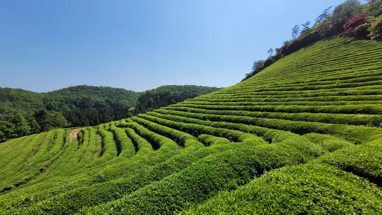 Tea terraces cut into the hillsides at Boseong