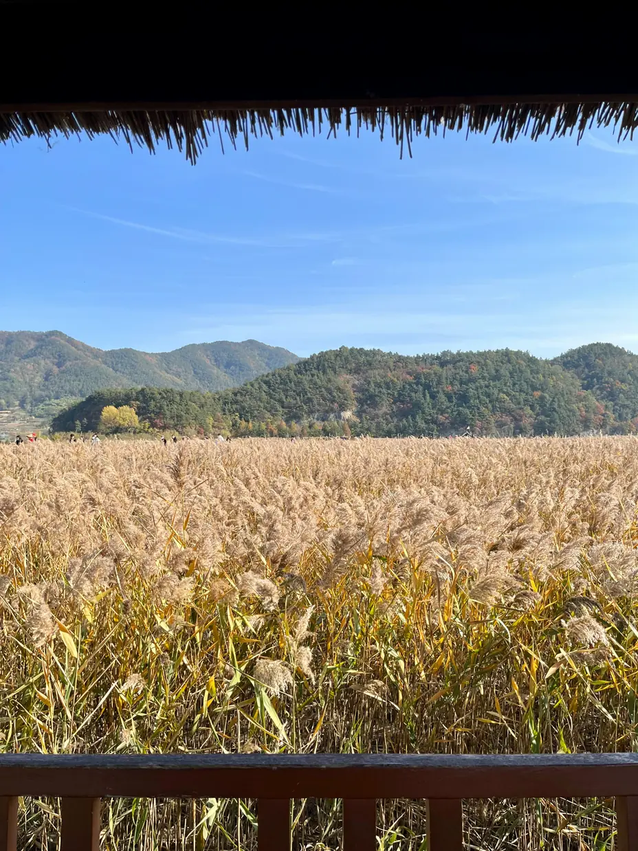 Reed beds at Suncheon Bay