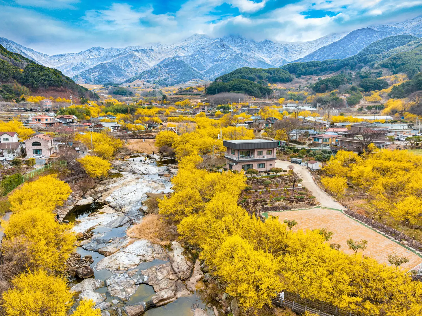 Village houses and a rocky stream surrounded by yellow flowering trees, with mountains behind