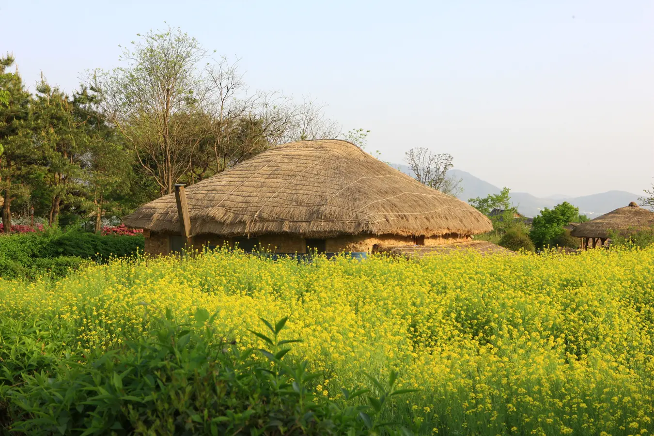 A thatched-roof house behind a field of yellow rape blossom, with hills in the distance