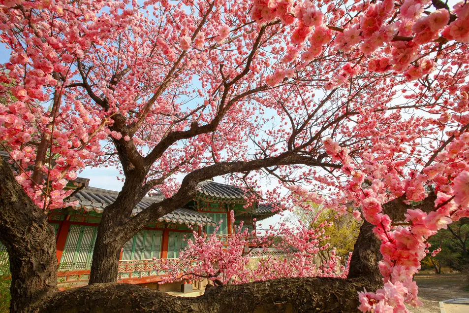 Pink blossom branches spreading above the tiled roof of a wooden hall