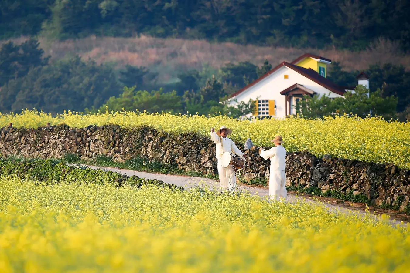 Two people in white clothing, one holding a small drum, on a path between a stone wall and a field of yellow blossom
