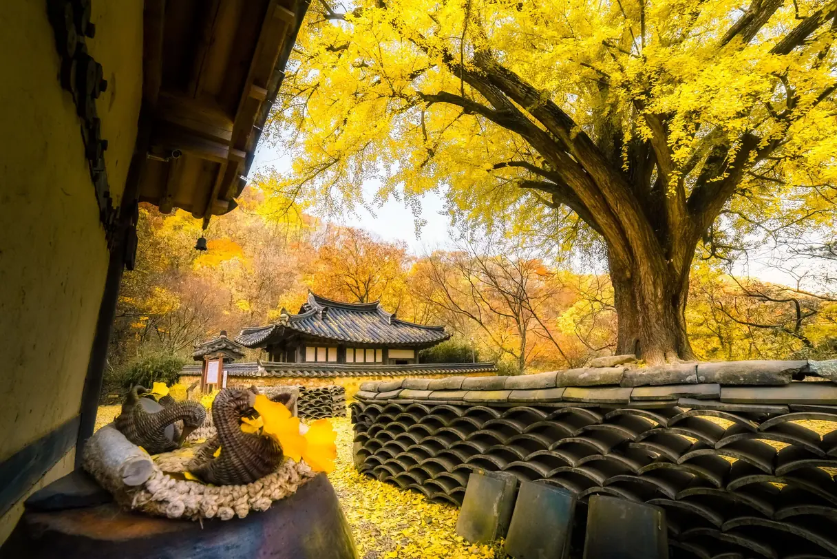 A large ginkgo in full yellow above a tiled roof and a wall of stacked roof tiles, with fallen leaves covering the yard