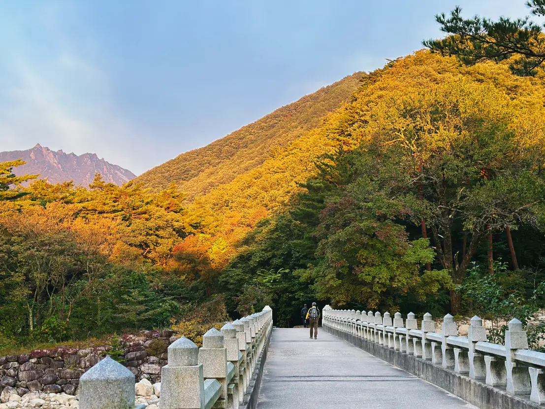 A single walker crossing a stone balustraded bridge below a hillside of yellow and orange trees