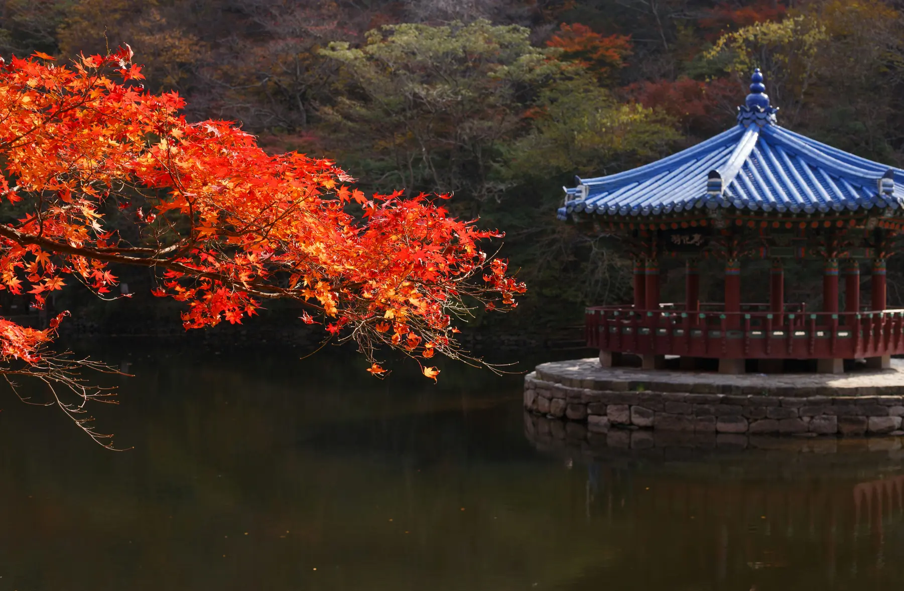 A branch of bright red maple leaves reaching over dark water beside a blue-tiled pavilion